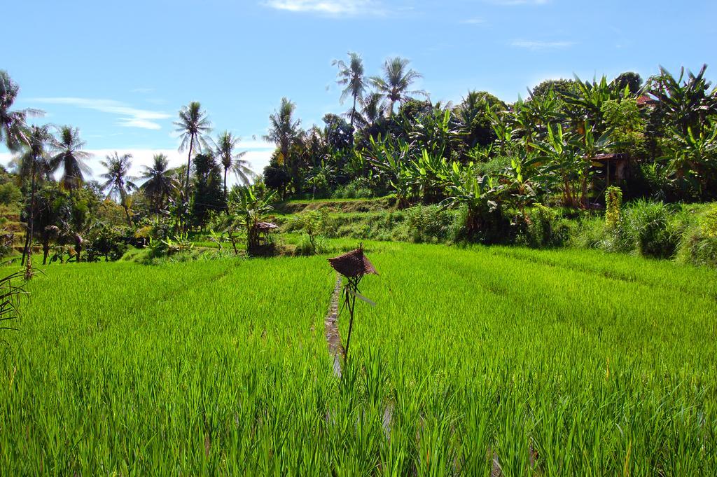Indo Rumah Zengarden Buleleng  ภายนอก รูปภาพ